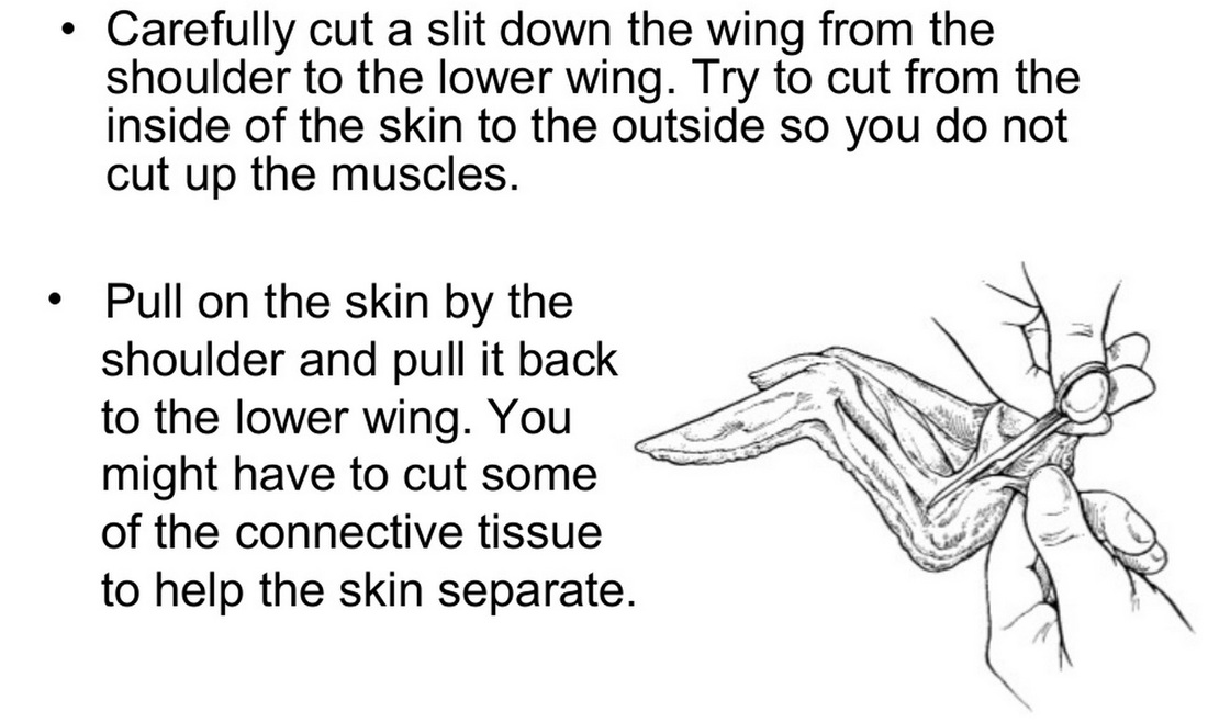 Chicken Wing Dissection - 8sciencejmc.weebly.com